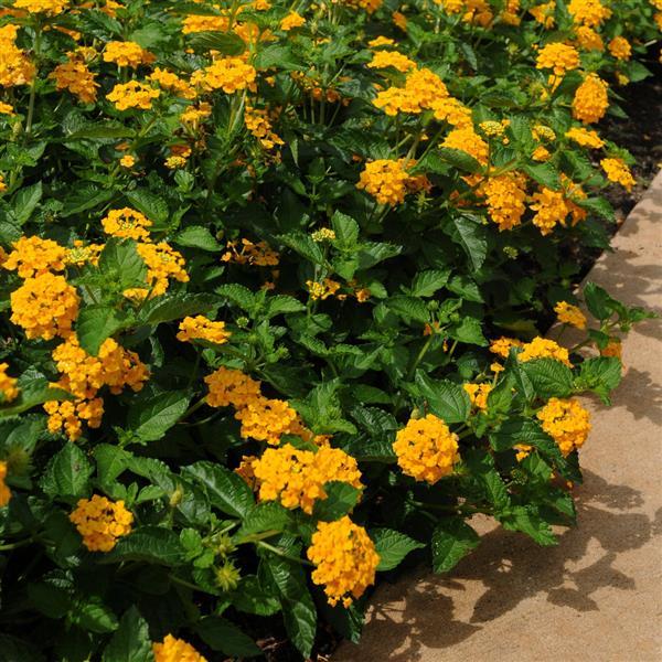PLANT NAME Commercial Landscape 1
