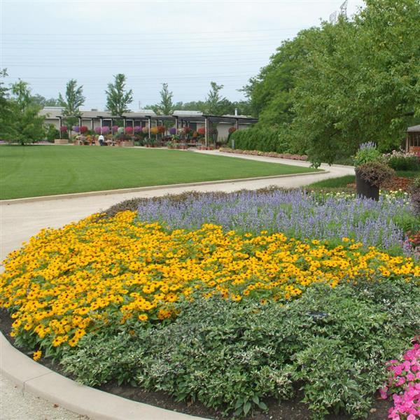 PLANT NAME Commercial Landscape 2