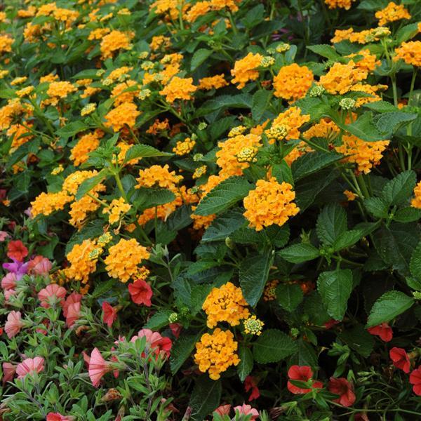 PLANT NAME Commercial Landscape 3