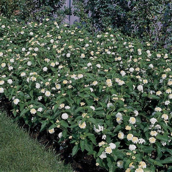 PLANT NAME Landscape