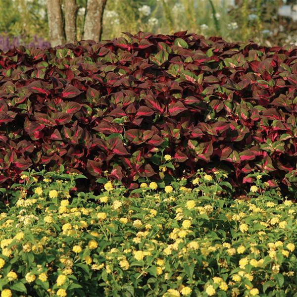 PLANT NAME Commercial Landscape 1