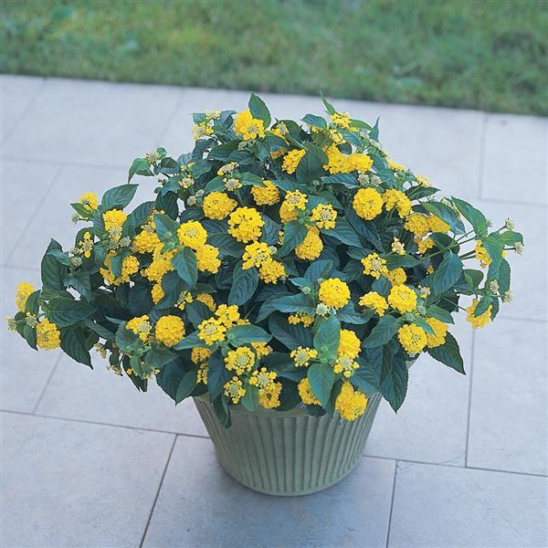 PLANT NAME Container