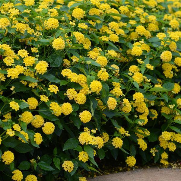 PLANT NAME Landscape