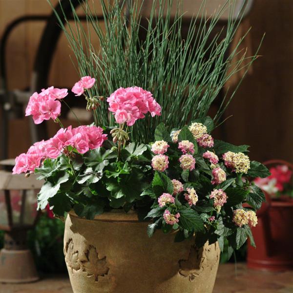 PLANT NAME Container