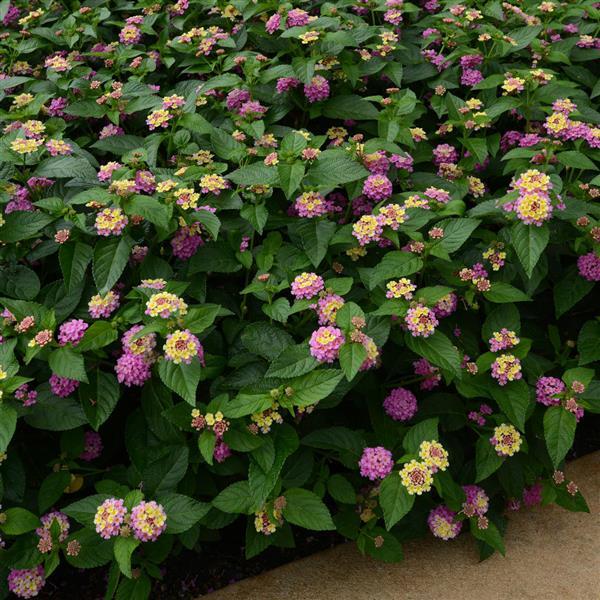 PLANT NAME Landscape