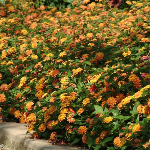 PLANT NAME Commercial Landscape 1