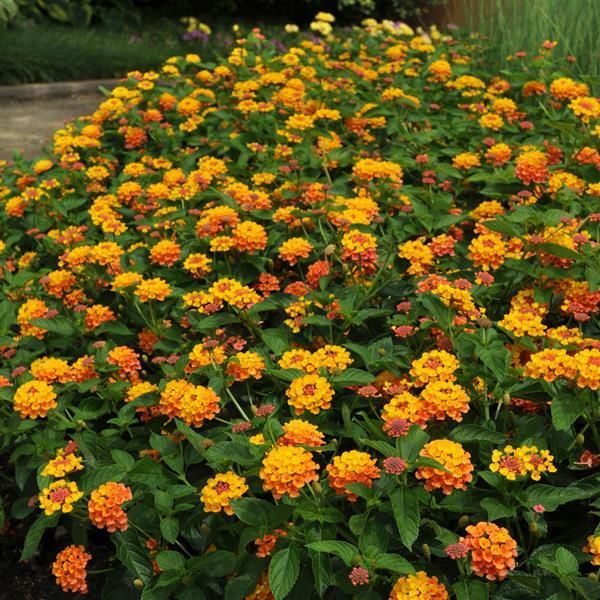 PLANT NAME Landscape