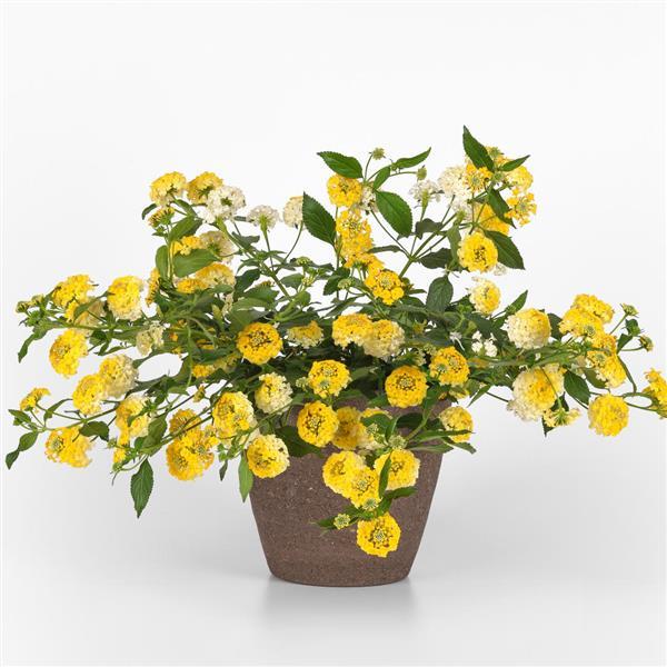 PLANT NAME Container