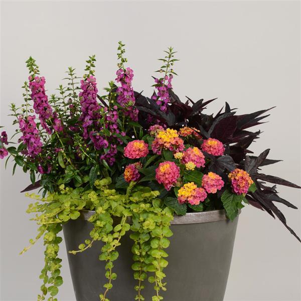Lantana Little Lucky Hot Pink - Container