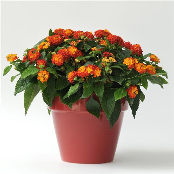 PLANT NAME Container