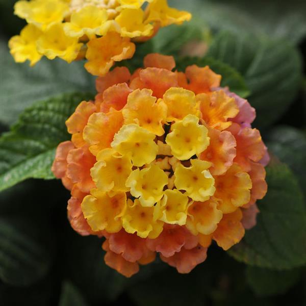PLANT NAME Bloom