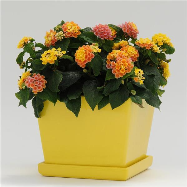 PLANT NAME Container
