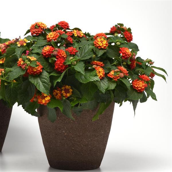 PLANT NAME Container