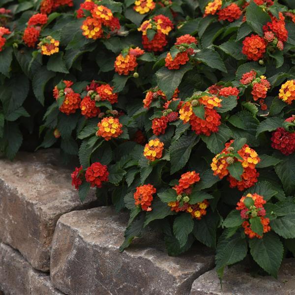 PLANT NAME Landscape