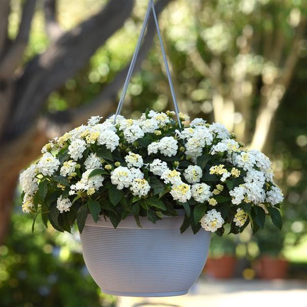 PLANT NAME Basket