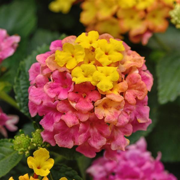 PLANT NAME Bloom