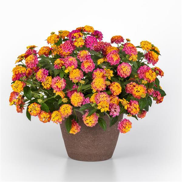 PLANT NAME Container