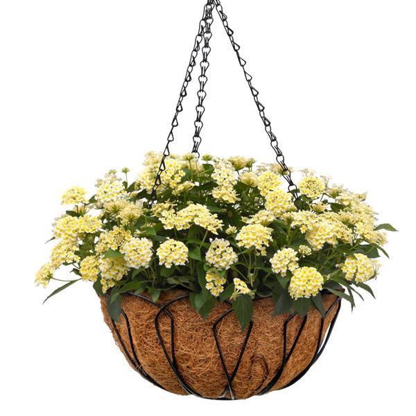 PLANT NAME Basket