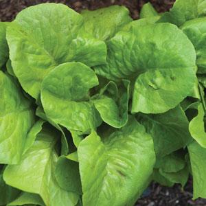 Lettuce Burpee Bibb - Bloom
