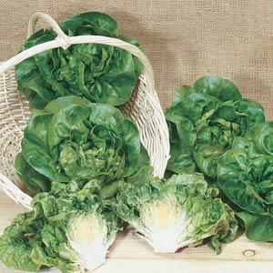 Lettuce Other Burpee Bibb - Container