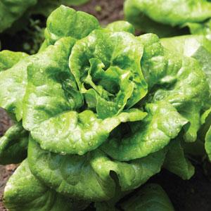 Lettuce Buttercrunch - Bloom