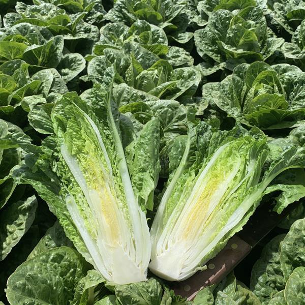 Lettuce Cardinal - Bloom