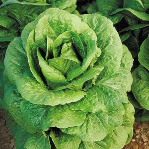 Lettuce Outback - Bloom