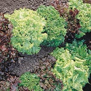 Lettuce Bistro Salad Blend - Bloom