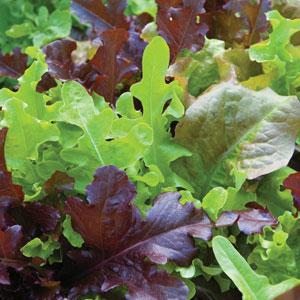 Lettuce Gourmet Blend - Bloom