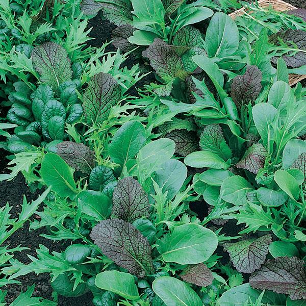 Lettuce Mesclun Blend - Bloom