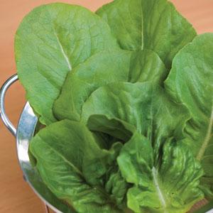 Lettuce Little Caesar - Bloom