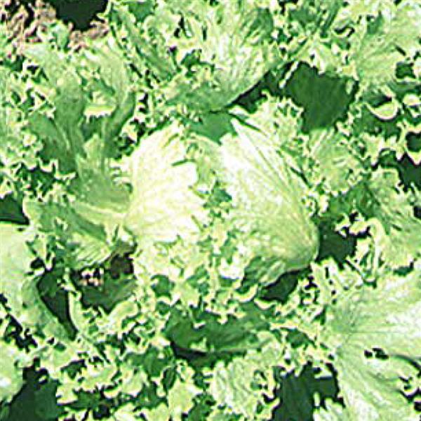 Lettuce Great Lakes 659 - Bloom