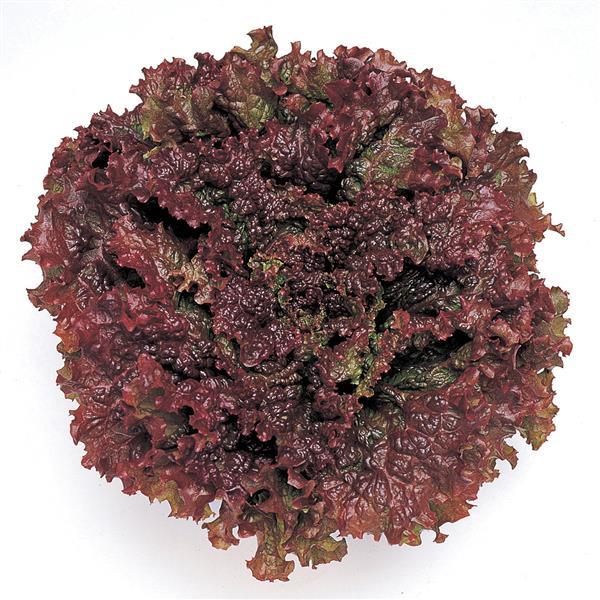Lettuce New Red Fire - Bloom