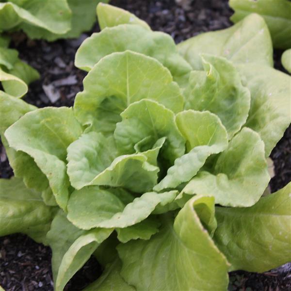 Lettuce Butter King - Bloom
