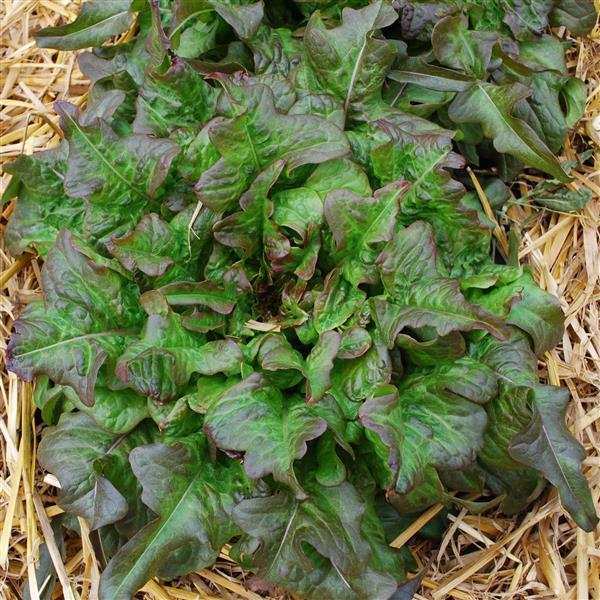 Lettuce Bronze Arrow - Bloom