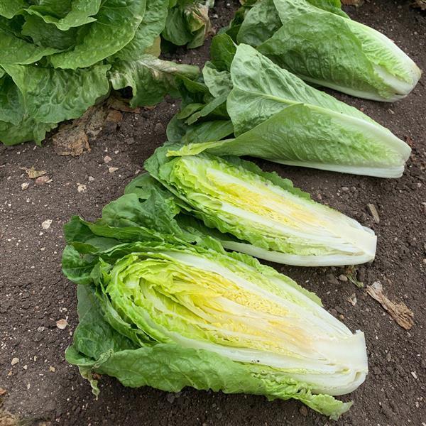 Lettuce Boronda - Bloom