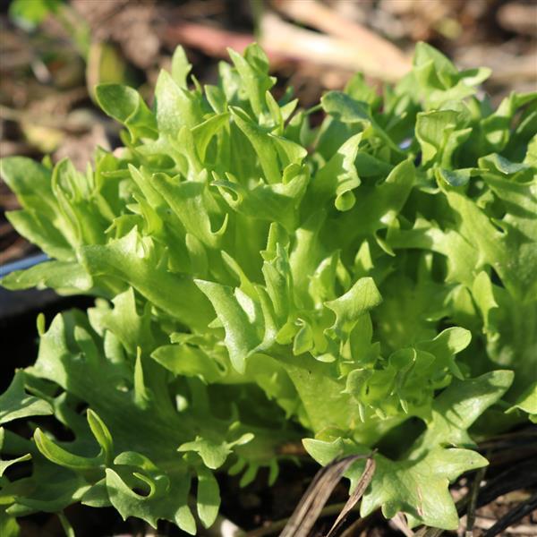 Lettuce Frillice - Bloom