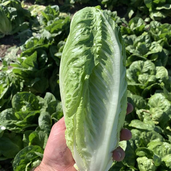 Lettuce Grackle - Bloom