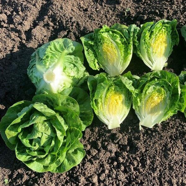 Lettuce Buteos - Bloom