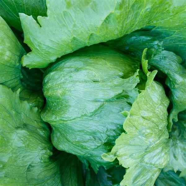 Lettuce Iceman - Bloom
