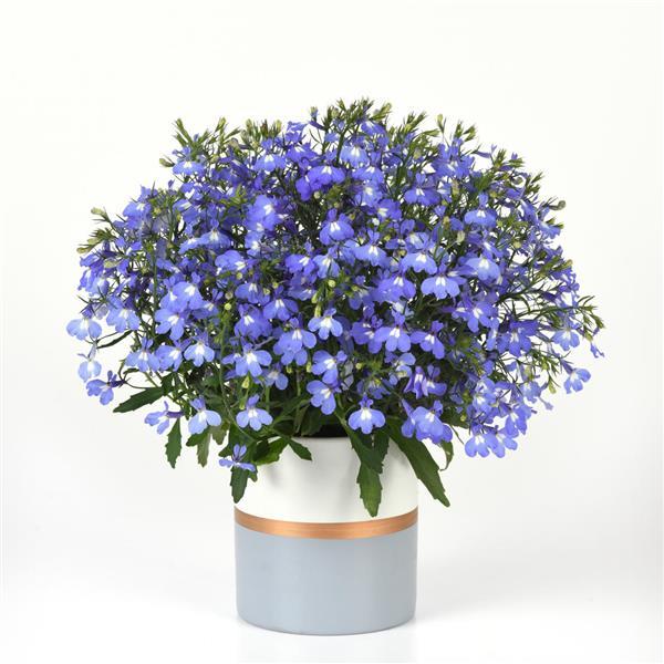 PLANT NAME Container