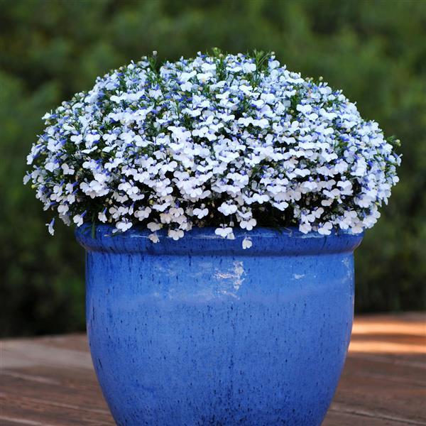 PLANT NAME Container