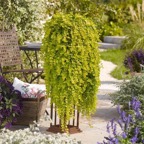 PLANT NAME Garden
