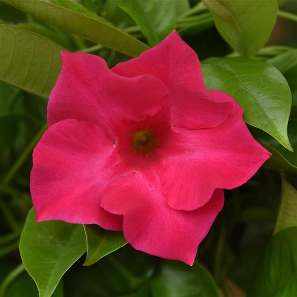 PLANT NAME Bloom