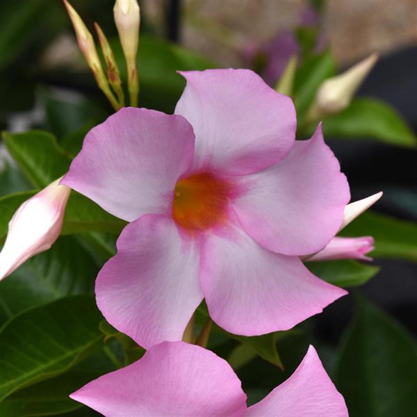PLANT NAME Bloom