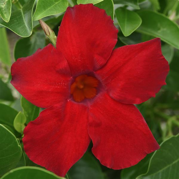 Mandevilla Divina MegaFlora Red - Bloom