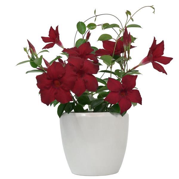 Mandevilla Divina MegaFlora Red - Container