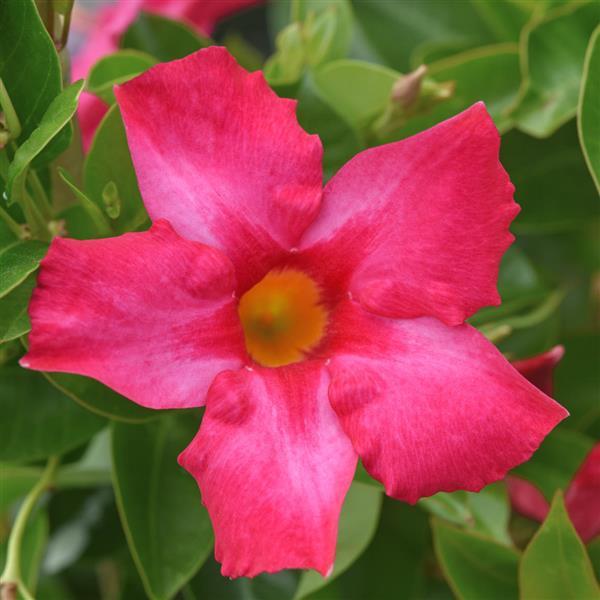 Mandevilla Divina MegaFlora Neon Pink - Bloom