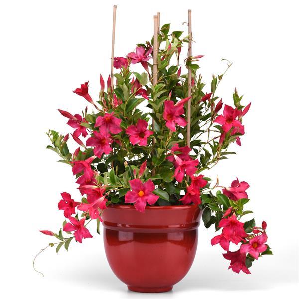 Mandevilla Divina MegaFlora Neon Pink - Container