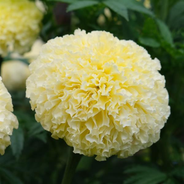 African Marigold Other White Swan - Bloom